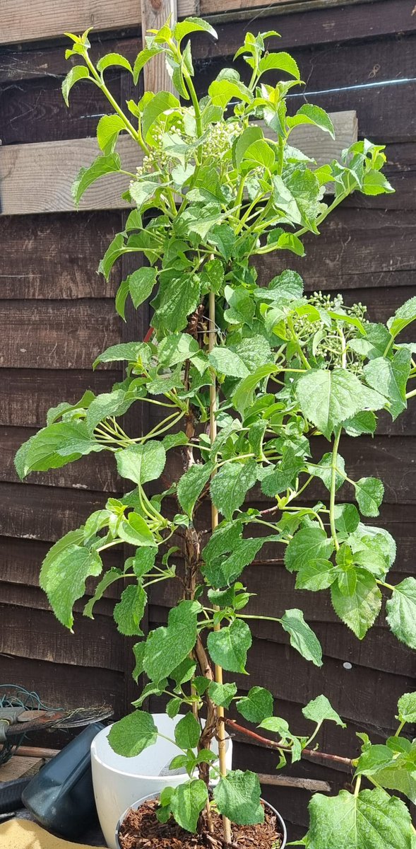 ShedPlant's tweet photo. Climbing Hydrangea petiolaris. £20.00
Approximately 1m tall. 

A beautiful white flowering climber that could grow to 10m or more under the right conditions. All of our plants in stock have some flowers opening now.
Collection from Welling DA16 or free delivery in LB of Bexley https://t.co/Mc3DjT2itX