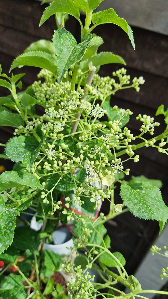 ShedPlant's tweet photo. Climbing Hydrangea petiolaris. £20.00
Approximately 1m tall. 

A beautiful white flowering climber that could grow to 10m or more under the right conditions. All of our plants in stock have some flowers opening now.
Collection from Welling DA16 or free delivery in LB of Bexley https://t.co/Mc3DjT2itX