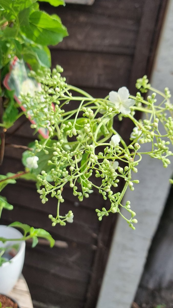 ShedPlant's tweet photo. Climbing Hydrangea petiolaris. £20.00
Approximately 1m tall. 

A beautiful white flowering climber that could grow to 10m or more under the right conditions. All of our plants in stock have some flowers opening now.
Collection from Welling DA16 or free delivery in LB of Bexley https://t.co/Mc3DjT2itX