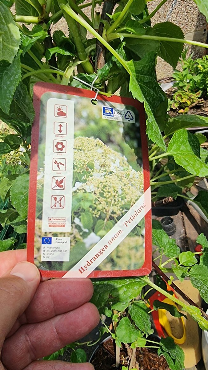 ShedPlant's tweet photo. Climbing Hydrangea petiolaris. £20.00
Approximately 1m tall. 

A beautiful white flowering climber that could grow to 10m or more under the right conditions. All of our plants in stock have some flowers opening now.
Collection from Welling DA16 or free delivery in LB of Bexley https://t.co/Mc3DjT2itX