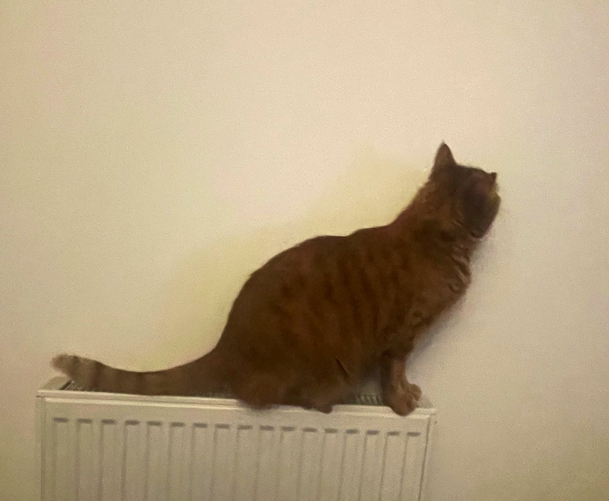 JacK_GingerCat's tweet image. Was feeling peckish…
Then…. a fly! 🪰
Paw-fives to all.
JacK 🐾🐾
#CatsOfTwitter #CatsOfX