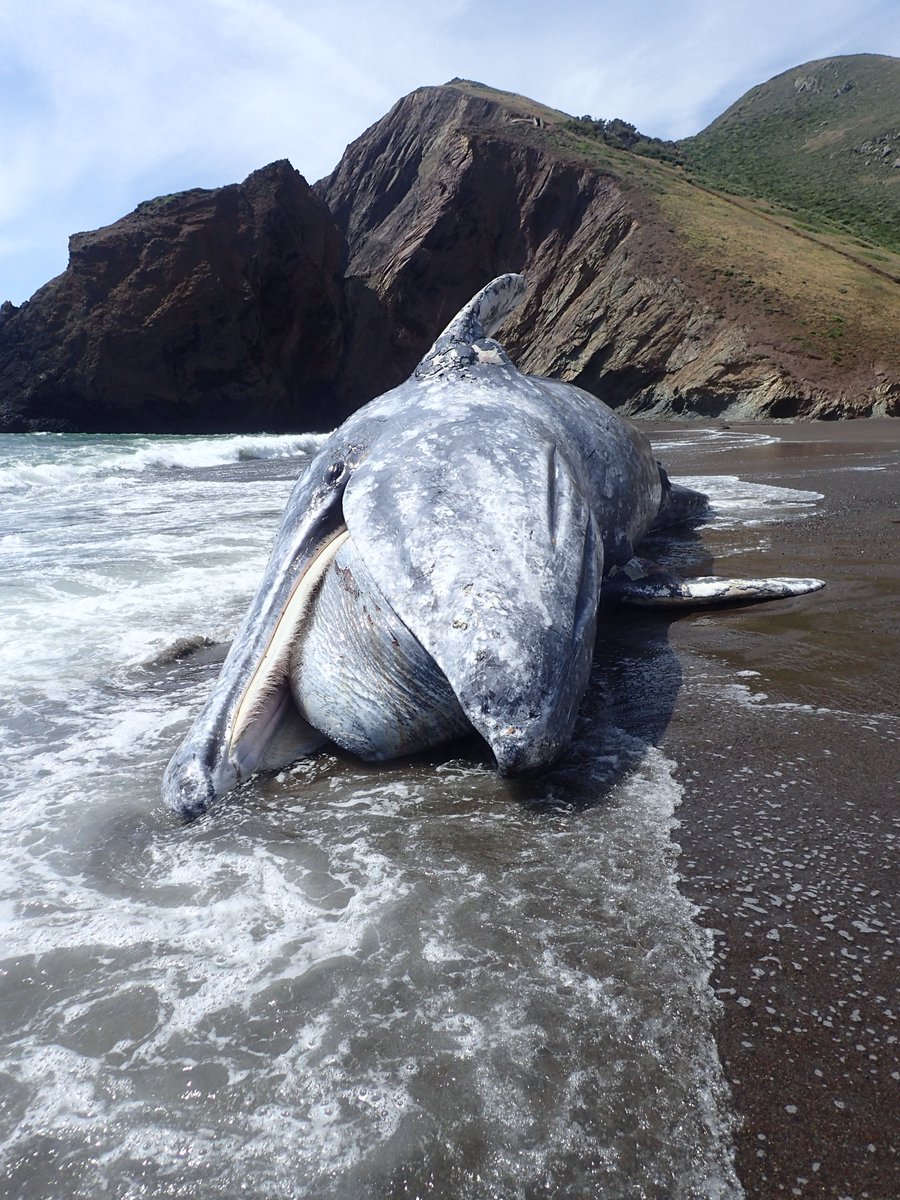 DON'T FORGET TO REGISTER🔗👉📌

"Gray Whale Tales: Insights Into a Recent Unusual Mortality Event" with Barbie Halaska
Tuesday, May 27, 2025
7:00 PM  8:30 PM
Register Now!:
bit.ly/acs-sfbay-BHal…