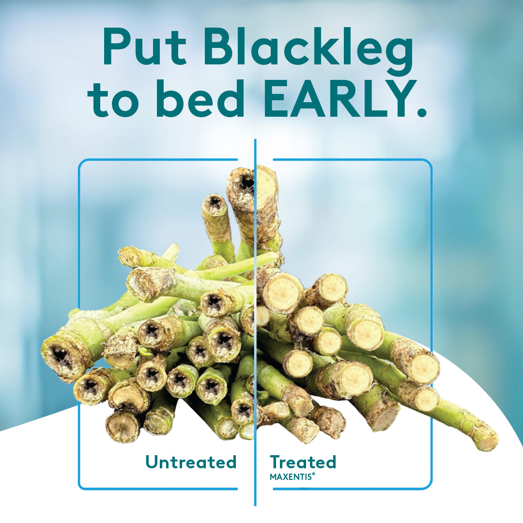 Parrish & Heimbecker, Ltd (@parrishheimbeck) on Twitter photo Blackleg doesn’t wait — and neither should you.
Protect your canola with MAXENTIS® from <a href="/ADAMA_CAN/">ADAMA Canada</a> at the 2-4 leaf stage with systemic activity and broader-spectrum control.
Contact your local P&H today to protect your canola crop against blackleg: shorturl.at/feN5V Blackleg doesn’t wait — and neither should you.
Protect your canola with MAXENTIS® from <a href="/ADAMA_CAN/">ADAMA Canada</a> at the 2-4 leaf stage with systemic activity and broader-spectrum control.
Contact your local P&H today to protect your canola crop against blackleg: shorturl.at/feN5V