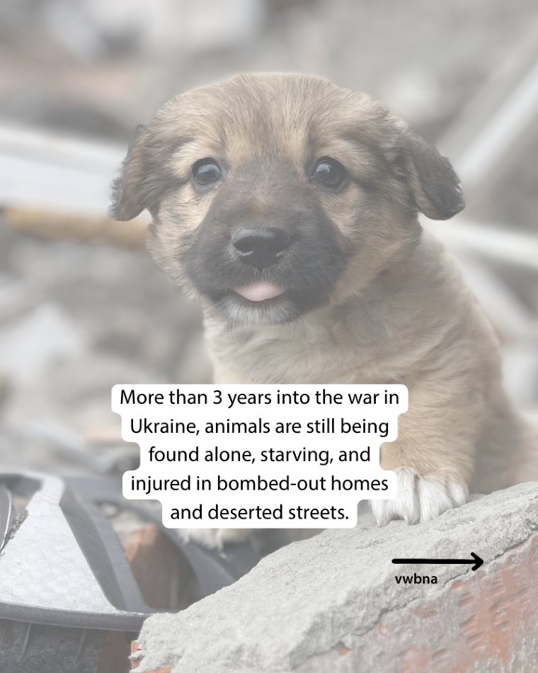 Veterinarians Without Borders tweet media