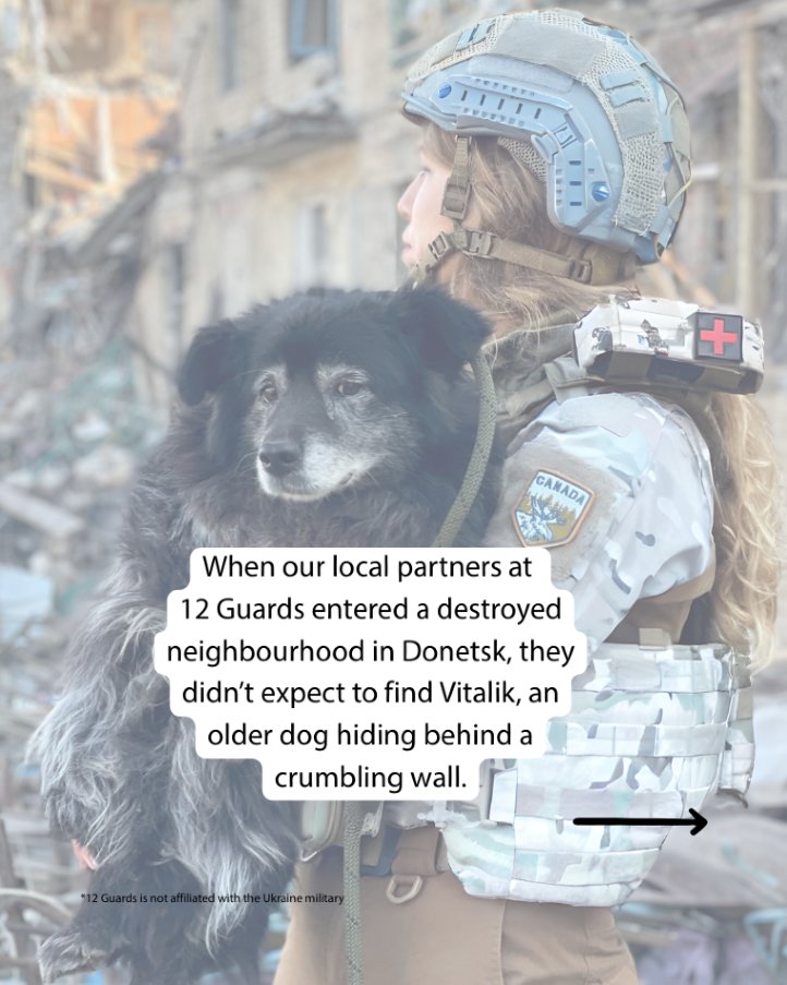 Veterinarians Without Borders tweet media