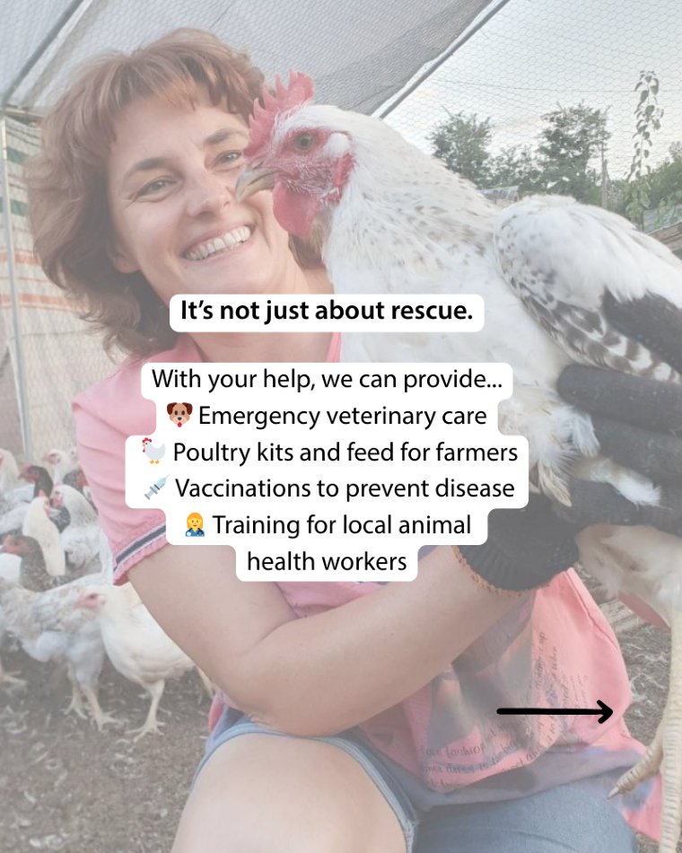 Veterinarians Without Borders tweet media