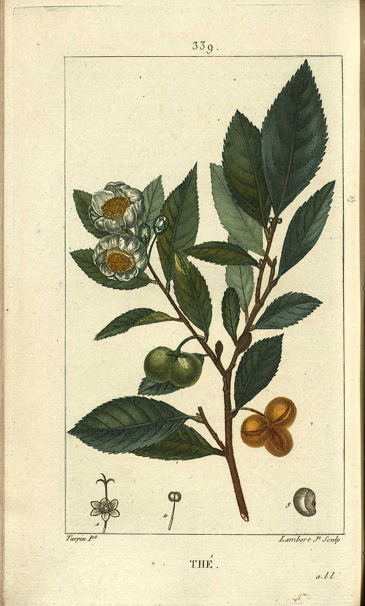 ¿Sabías que la planta del té (Camellia sinensis) es como una diminuta camelia. El té, que se elabora con las hojas de esta planta, es la bebida más consumida en el mundo después del agua. Y tú, ¿eres más de té o de café? 
#diainternacionaldelte
Lámina de la @biblioteca_rjb