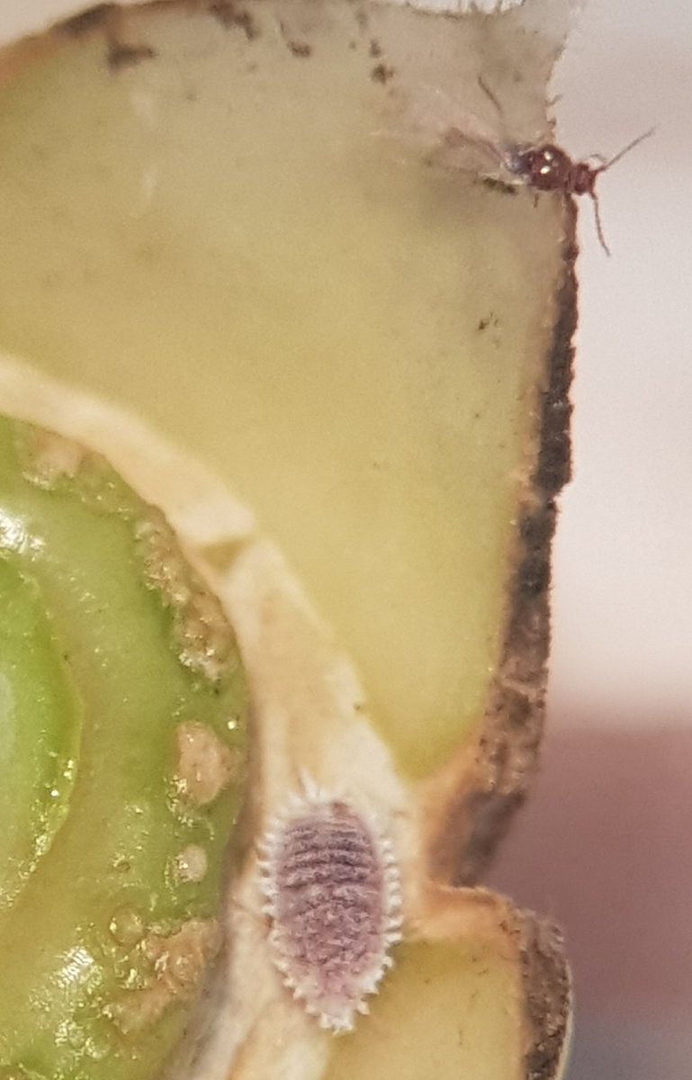 Paracoccus burnerae can produce heavy deformations on fruits at firsts stages that remaine until maturity. Males usually are confused with other mealybug males, with anal cercus &amp; not traslucent wings as  P. citri but opposite from D. aberiae with no cercus &amp; traslucent wings.