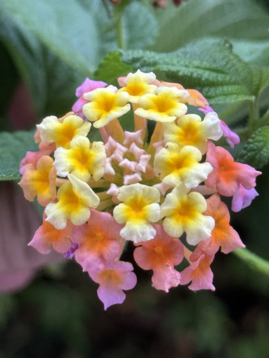 Flowers blooms in right season
