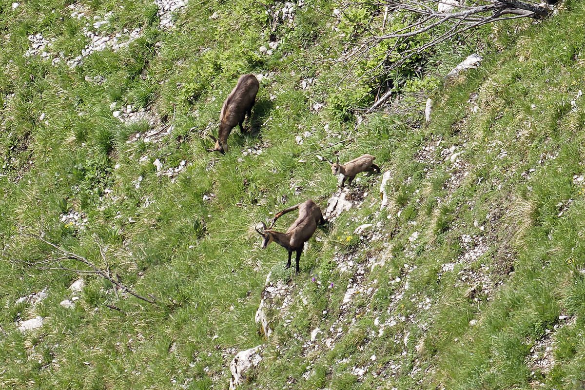 Les cabris de chamois sont nés dans le massif de la Chartreuse. Première observation pour moi ce matin : photo prise de haut et de loin, sans dérangement
#chartreuse #chamois