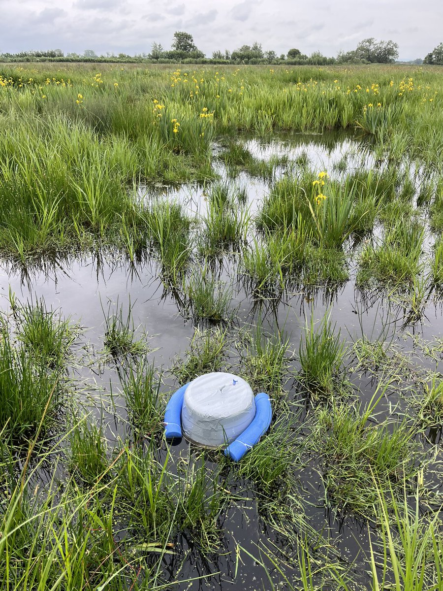 Laura Baugh (@laurabaugh94) on Twitter photo Successful morning at Greylake Somerset, sampling GHG emissions from a range of water bodies. <a href="/livunigeog/">livunigeog</a> Successful morning at Greylake Somerset, sampling GHG emissions from a range of water bodies. <a href="/livunigeog/">livunigeog</a>