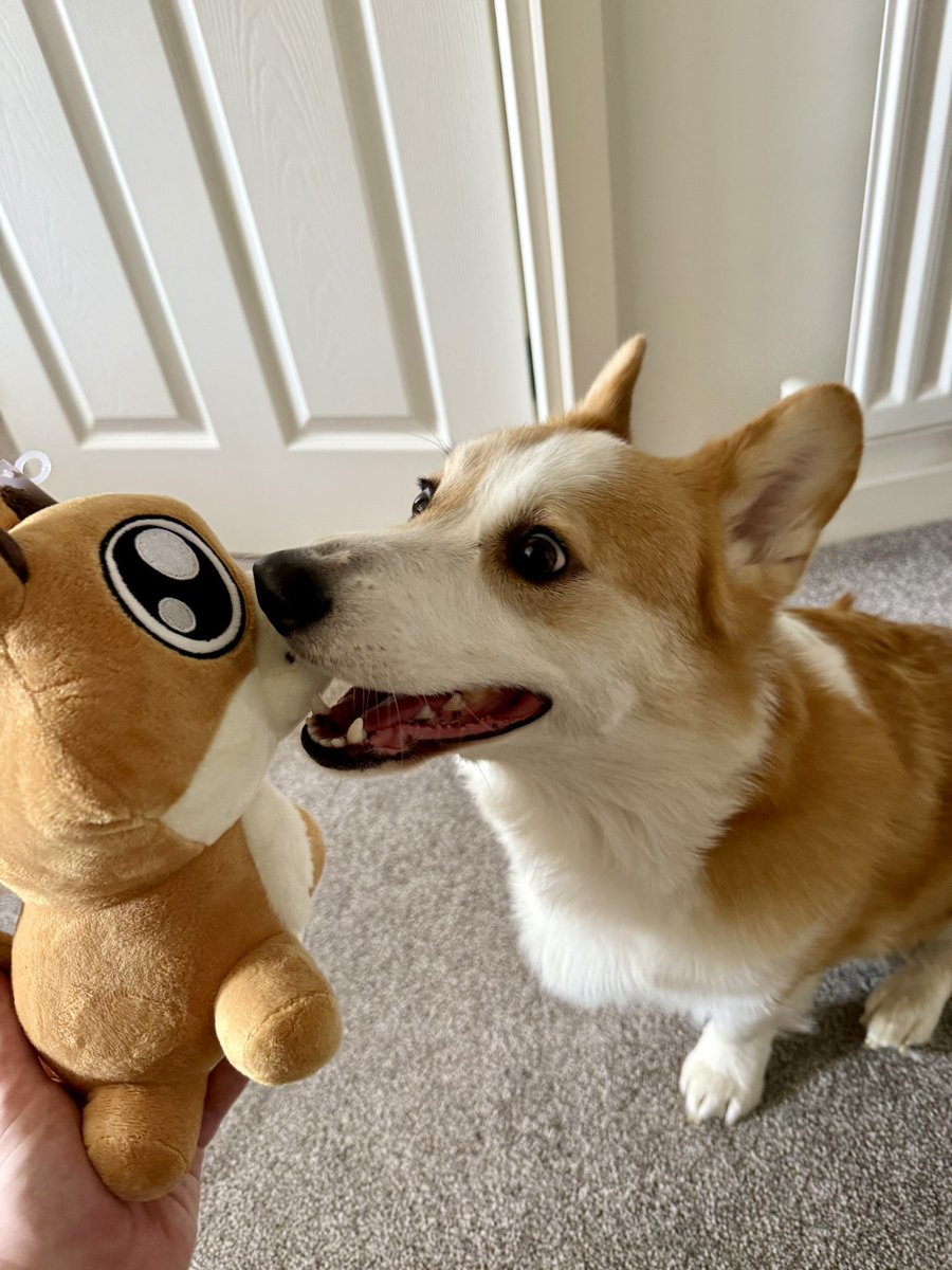 New <a href="/DOFUS_EN/">DOFUS</a> dauge plush for our Corgi! 🐶
