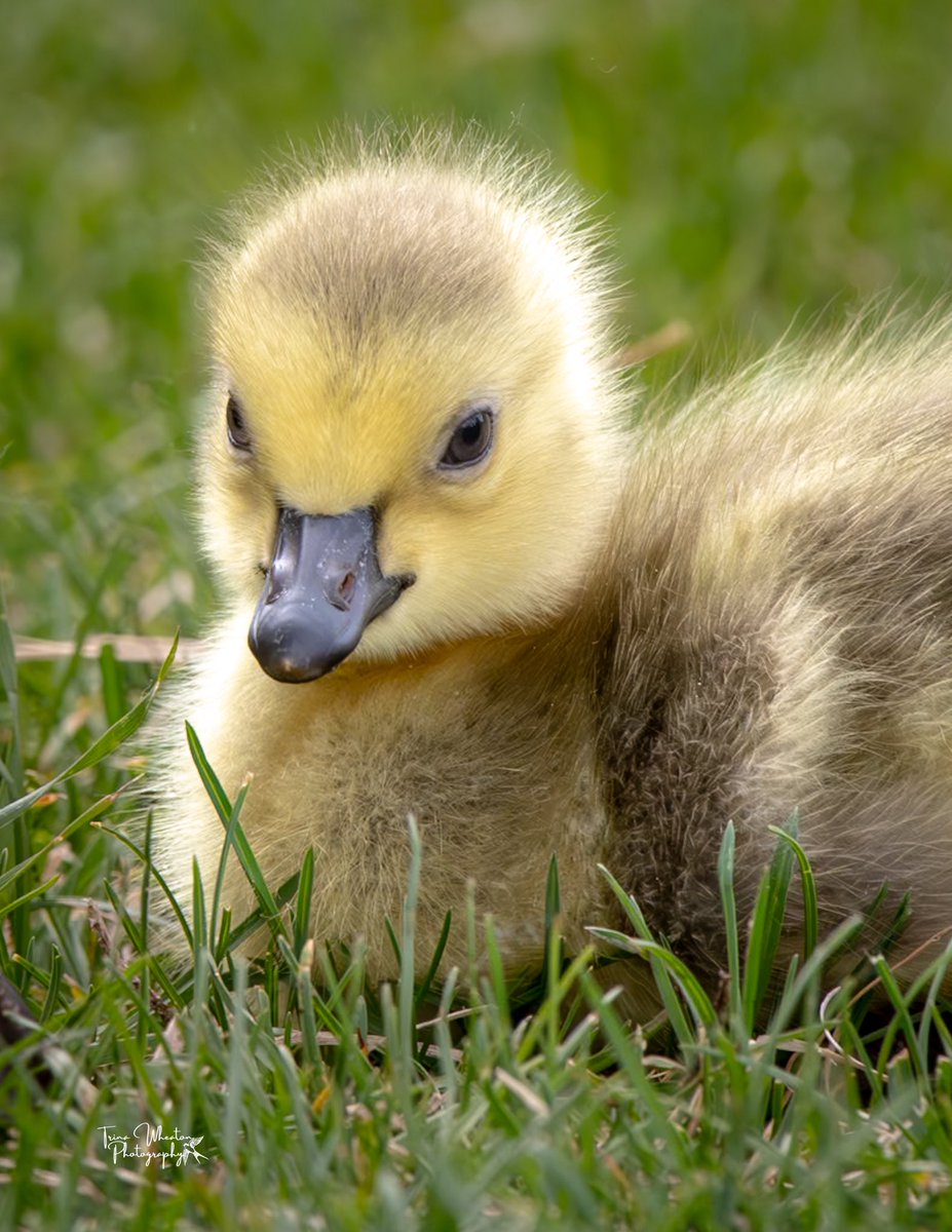 Goslings are just adorable but they are mini cobra chickens in training! 📸😄 
#yeg #bird #photography