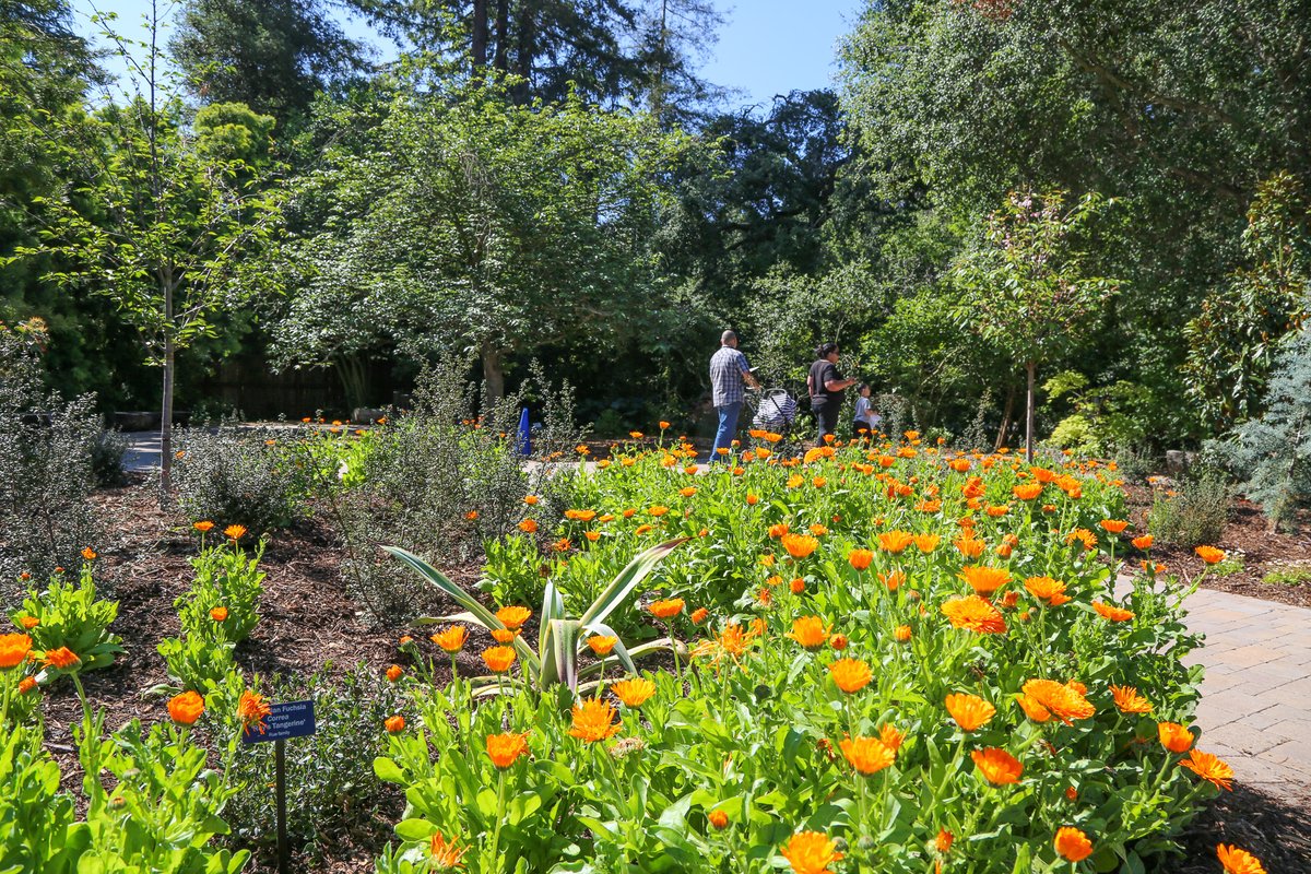If you love a good pop of orange, don't miss Calendula 'Alpha' blooming near Center Circle. 

Commonly known as pot marigold, these charming flowers are part of the daisy family. 

Our doors are open daily from 9am–7pm.