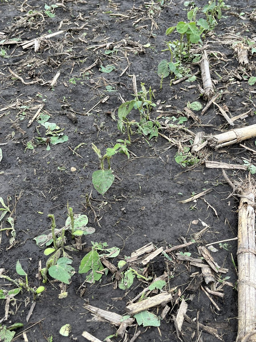 Missed me but my brother &amp; neighbors immediately south of Latham got hit with hail. Narrow band but thumb sized.