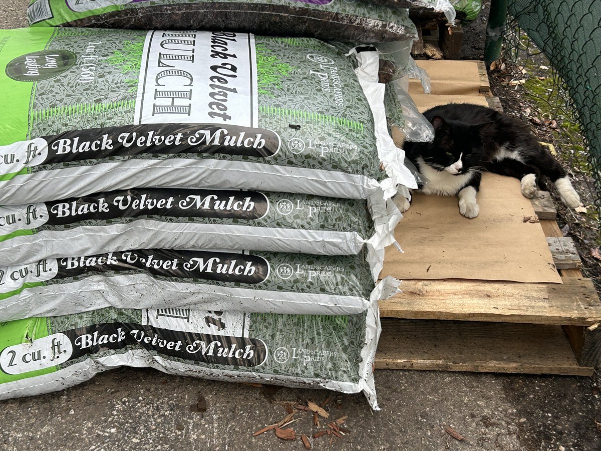 swfertilizer's tweet image. Bustopher’s Pick of the Day: Black Velvet Mulch