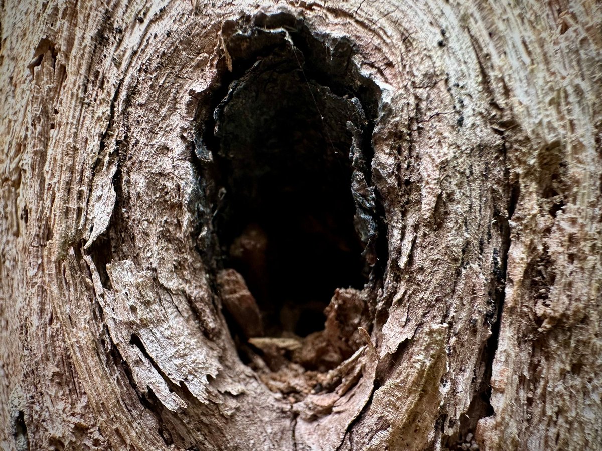 gregorygteves's tweet photo. Forest Details and Textures
#Photography
#NaturePhotography
#TexturePhotography
#OutdoorPhotography
#VisualPoetry
#PhotographicArt
#MinimalNature
#StillLifeNature
#OrganicShapes
#EarthTextures
#NaturalComposition
#FoundTextures
#Eastcoastkin https://t.co/noThRyCYXJ