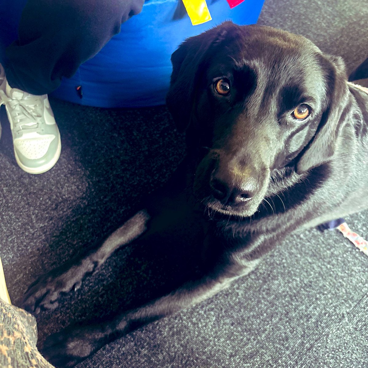 Rogue joined mentoring sessions with Miss Rousell today! Rogue’s presence has a very positive impact, helping pupils to regulate as they give her lots of love! 🐶💙