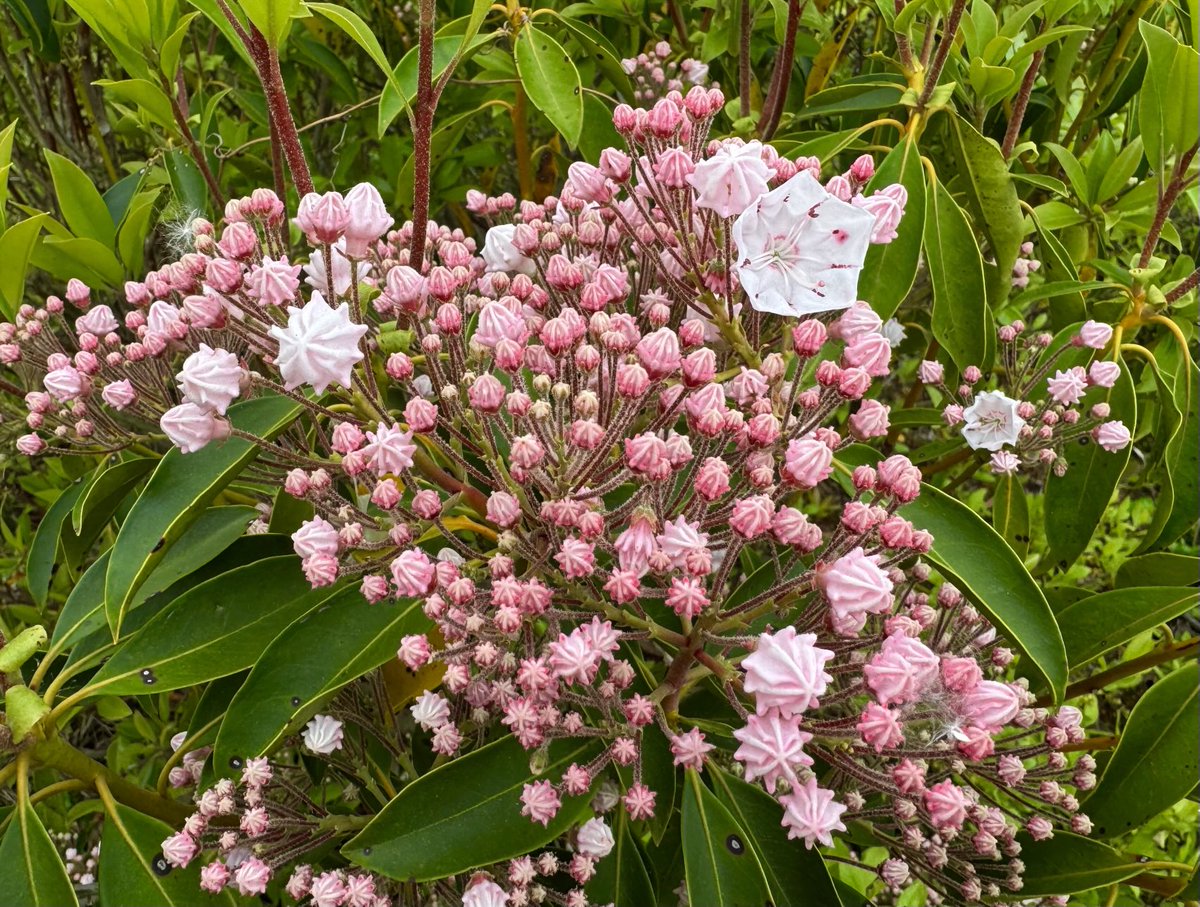 petermarteka's tweet photo. And so it begins…

#StateFlower
#Fireworksoftheforest 
#Middletown https://t.co/9H3dDIwxPm
