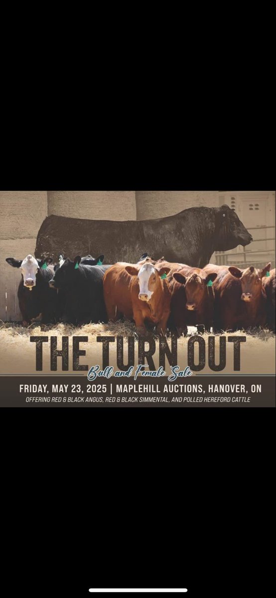 CoultesPaul's tweet photo. If you are still looking for heifers for the front field. Here they are, everything done right. With 540 wt calves contracted for October delivery at $6.48/lb landed in Ontario. Not a better time to add to ur herd. Standing in Maple Hill Auction this afternoon. https://t.co/X7waq9T2eZ