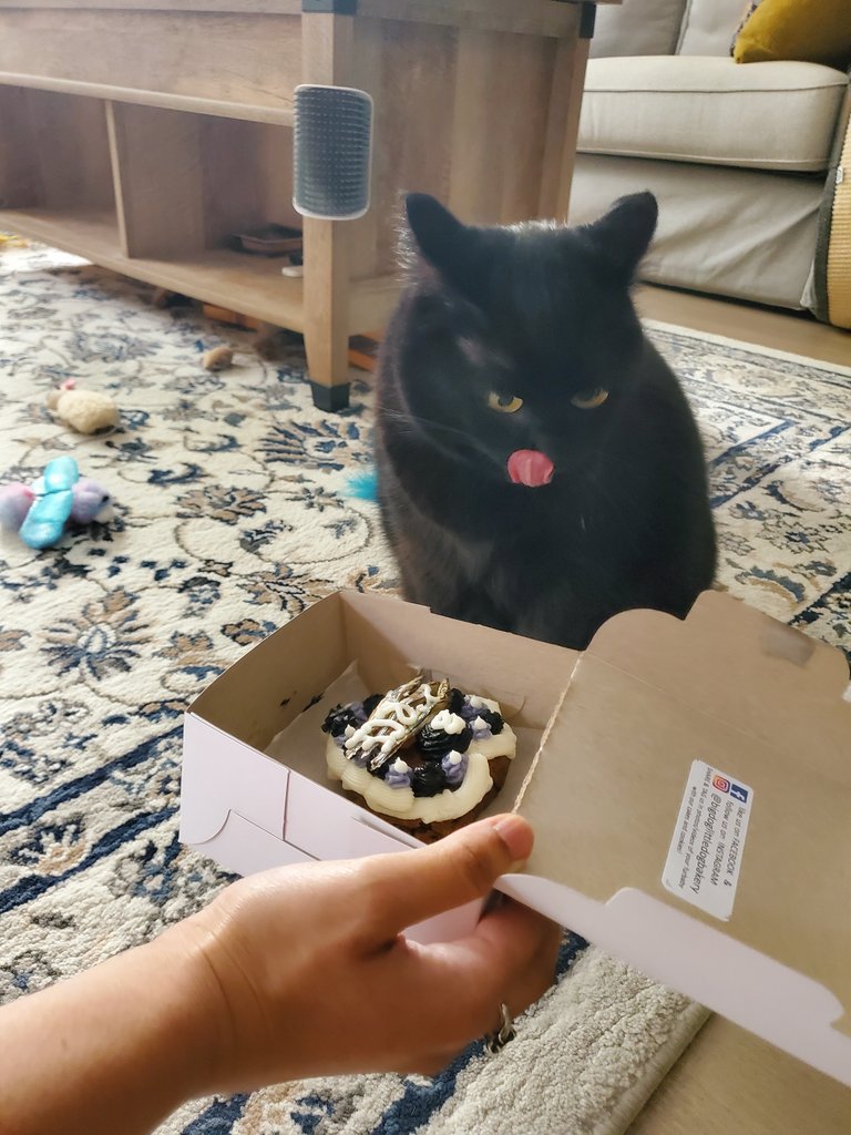 Hemlo fwendz! Iz myne birbdayz! Imb 8 ears tewdeys! Mama and PawPaw gibing cakes, cate wynes, and pwesentz! 🎂🐾🖤🐈‍⬛