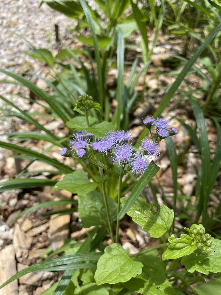 arwenmccain's tweet image. Natives from my spiral garden in bloom this week! 🌀 Asclepias tuberosa (Butterfly Weed), Passiflora incarnata (Passionflower), Conoclinium coelestinum (Mistflower), and Chimaphila maculata (Striped Wintergreen) #nativeplants #nativencplants #ncnativeplants #nativeflowers