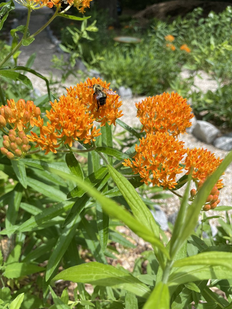arwenmccain's tweet image. Natives from my spiral garden in bloom this week! 🌀 Asclepias tuberosa (Butterfly Weed), Passiflora incarnata (Passionflower), Conoclinium coelestinum (Mistflower), and Chimaphila maculata (Striped Wintergreen) #nativeplants #nativencplants #ncnativeplants #nativeflowers