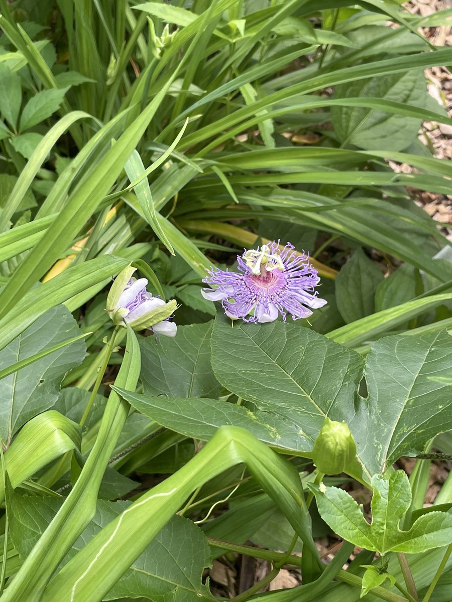 arwenmccain's tweet image. Natives from my spiral garden in bloom this week! 🌀 Asclepias tuberosa (Butterfly Weed), Passiflora incarnata (Passionflower), Conoclinium coelestinum (Mistflower), and Chimaphila maculata (Striped Wintergreen) #nativeplants #nativencplants #ncnativeplants #nativeflowers