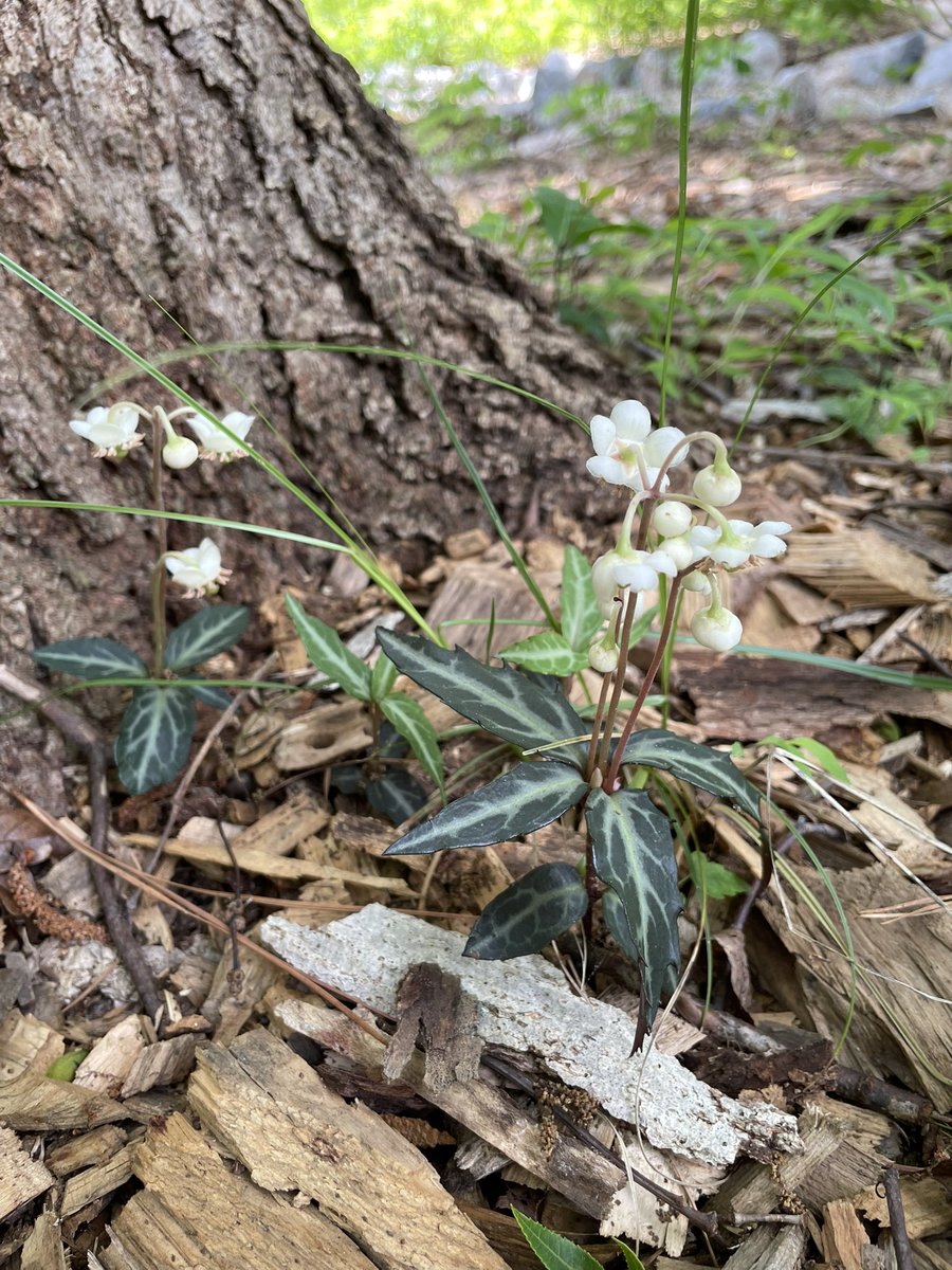 arwenmccain's tweet image. Natives from my spiral garden in bloom this week! 🌀 Asclepias tuberosa (Butterfly Weed), Passiflora incarnata (Passionflower), Conoclinium coelestinum (Mistflower), and Chimaphila maculata (Striped Wintergreen) #nativeplants #nativencplants #ncnativeplants #nativeflowers