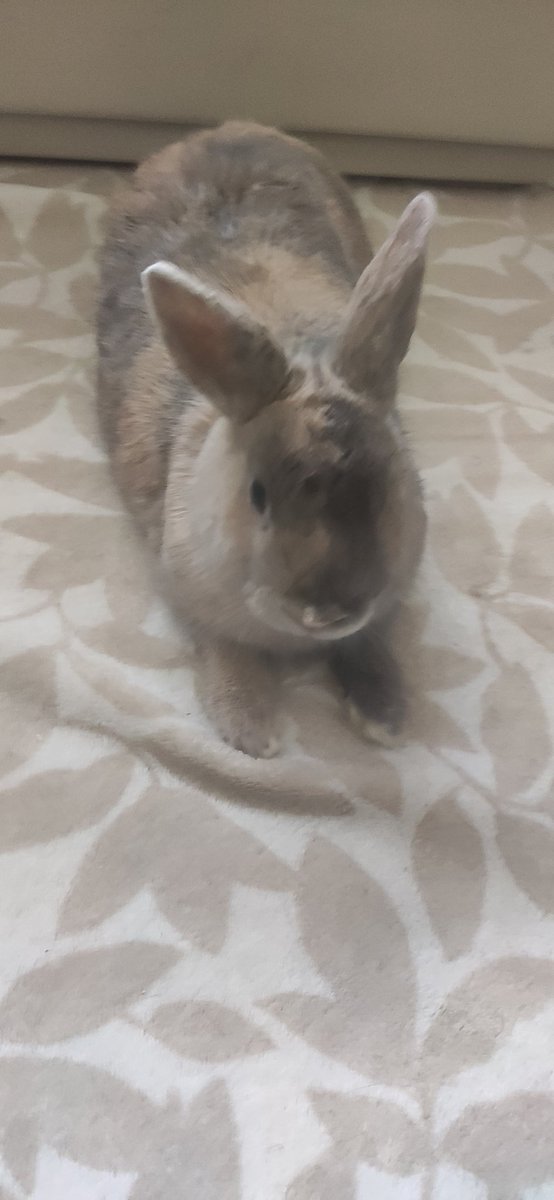 Aedius Zade tweet media