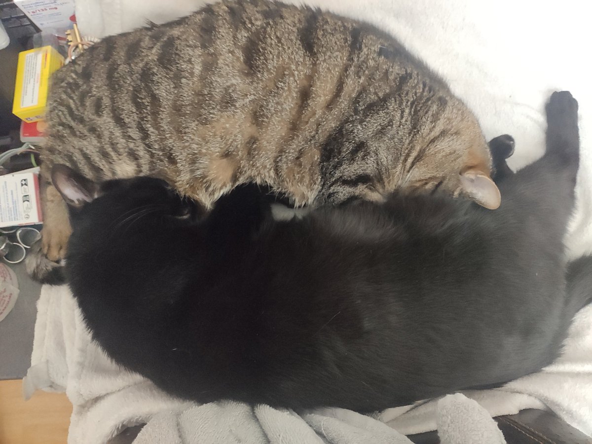 Aedius Zade tweet media