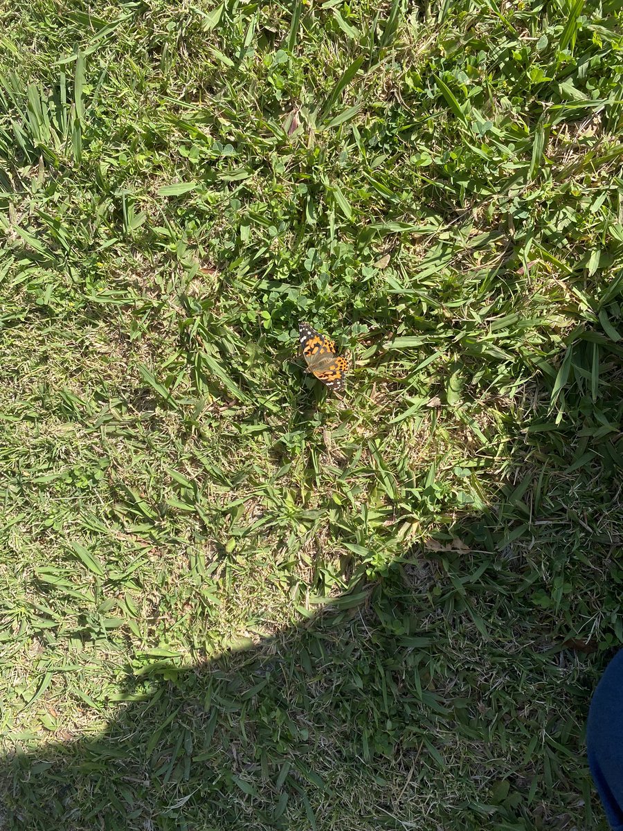 Irene Ahumada (@_ireneahumada) on Twitter photo Thank you International Paper Company for providing butterfly kits to our Lancaster Elementary students. They will remember their learning and the butterfly release experience! <a href="/YsletaISD/">Ysleta ISD</a> <a href="/zeila_wittke/">Zeila Armendariz Wittke</a> Thank you International Paper Company for providing butterfly kits to our Lancaster Elementary students. They will remember their learning and the butterfly release experience! <a href="/YsletaISD/">Ysleta ISD</a> <a href="/zeila_wittke/">Zeila Armendariz Wittke</a>