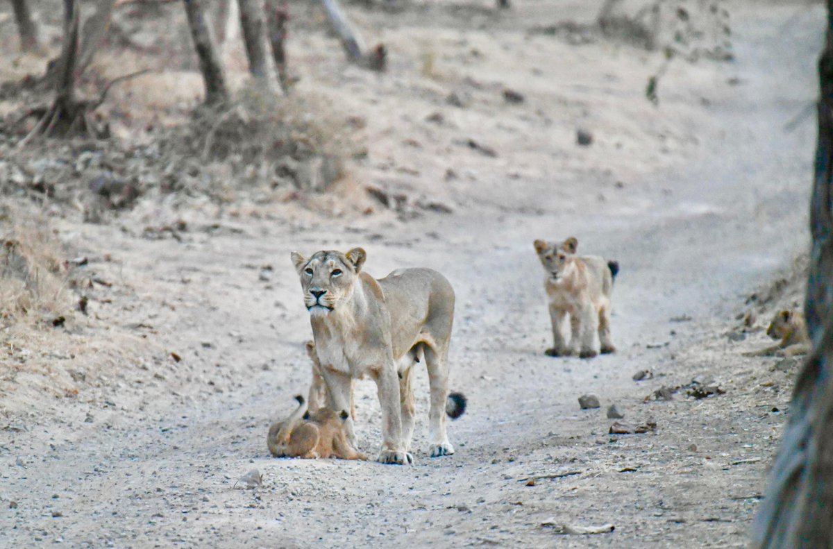 Bhupender Yadav (@byadavbjp) on Twitter photo It is really heartening to note that the number of lions in India has risen to 891 from 674 in 2020.
This astounding success of conservation has been achieved due to the the concerted efforts of PM Shri <a href="/narendramodi/">Narendra Modi</a> ji, who first as Gujarat CM, and then as Indian PM, made It is really heartening to note that the number of lions in India has risen to 891 from 674 in 2020.
This astounding success of conservation has been achieved due to the the concerted efforts of PM Shri <a href="/narendramodi/">Narendra Modi</a> ji, who first as Gujarat CM, and then as Indian PM, made