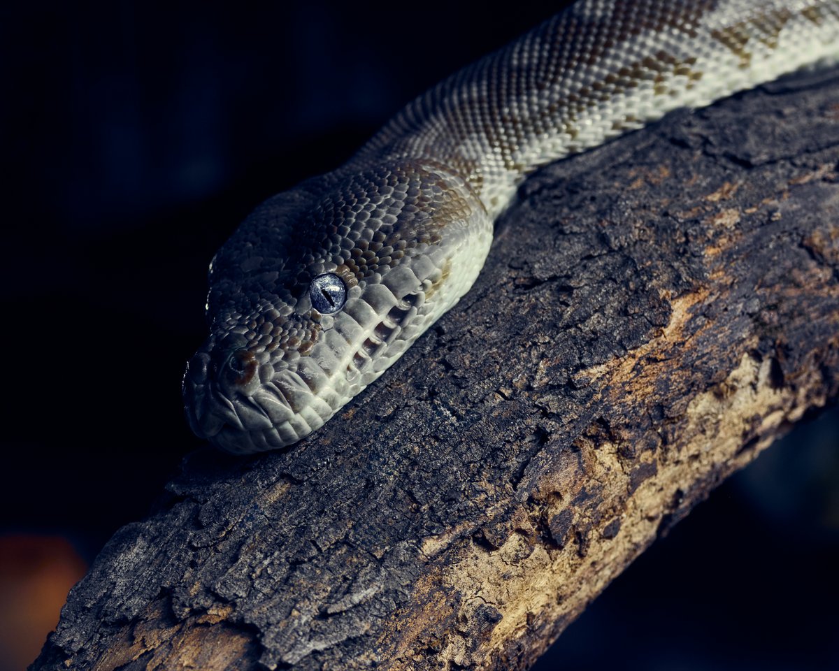 lowbassphotog's tweet image. Time for a nap #carpetpython #photography #wildlifephotography #animalphotography #snake #reptile #python #snakes #reptiles #herping #herpetology #scales #wildlife #predator #creatures #outdoors #wildanimals #appicoftheweek #canonfavpic #captureone