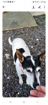 🆘20 MAY 2025 #Lost TIGGY #ScanMe #Tagged
White /Black /Tan Ears Jack Russell Terrier Female
Tiggy is Elderly almost Blind and a little weak on back legs😢
#OkefordFitzpaine Common, North #Dorset #DT11
doglost.co.uk/dog-blog.php?d…