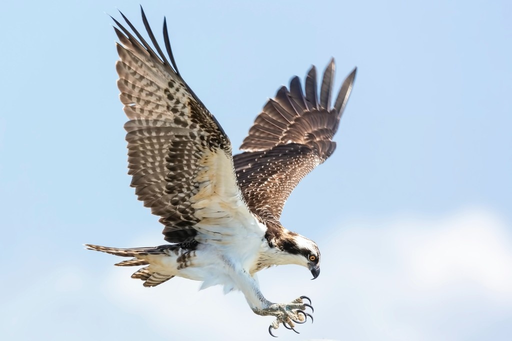 Ospreys are excellent fishers, partly thanks to an unusual adaptation among #hawks. A reversible outer toe gives them a vicelike grip on their prey, with two toes in front and two behind. Just look at those massive talons! #BCBirdTrail

📷 Mathew Schwartz, Unsplash