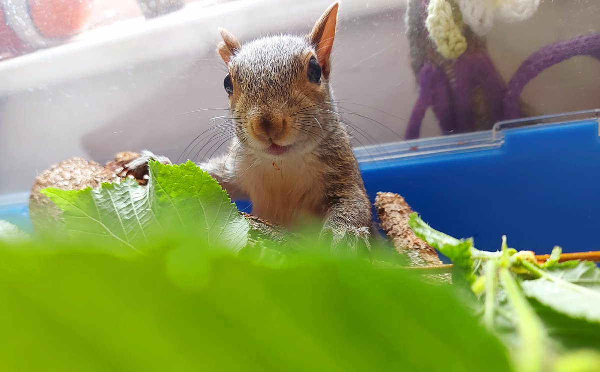 HELLO, WORLD! 🙂🐿