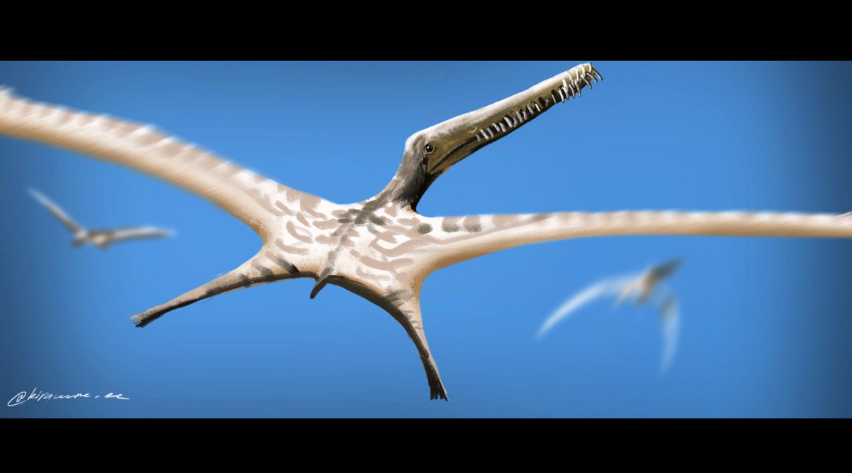 kyrazhuravel's tweet photo. BARBOSANIA #50daysofpterosaurs https://t.co/dOUCcqUSZR