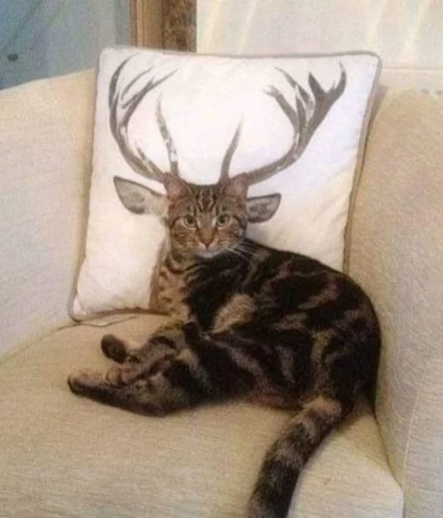 Punch Cat (@punchingcat) on Twitter photo 