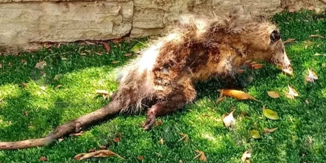 arteaga_franco's tweet photo. #Puebla
Otra vez Puebla, otra vez maltrato animal
Un #tlacuache hembra embarazada fue #quemado por un desconocido en San Martín #Texmelucan
Vecinos de la zona reaccionaron rápido para #salvarla y a dos ejemplares más que se encontraban en un árbol cercano https://t.co/KcM5E2fvNr