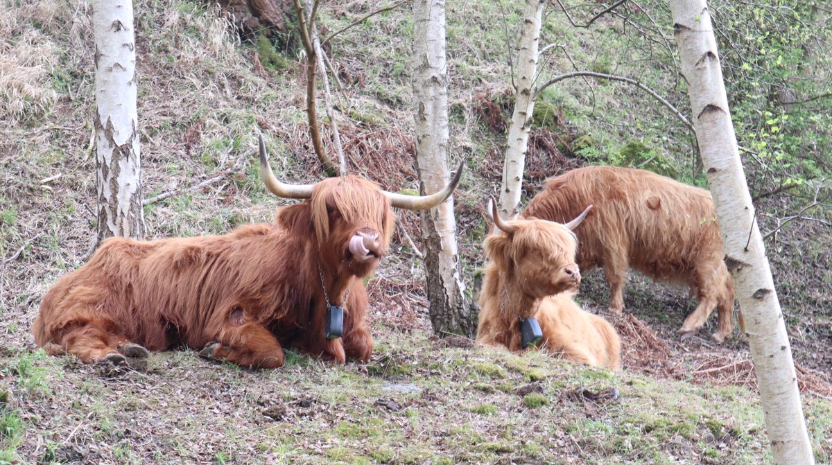 Karolina tweet media