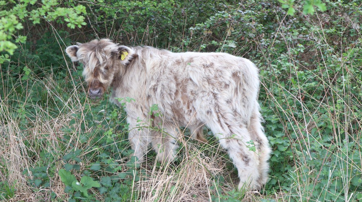 Karolina tweet media