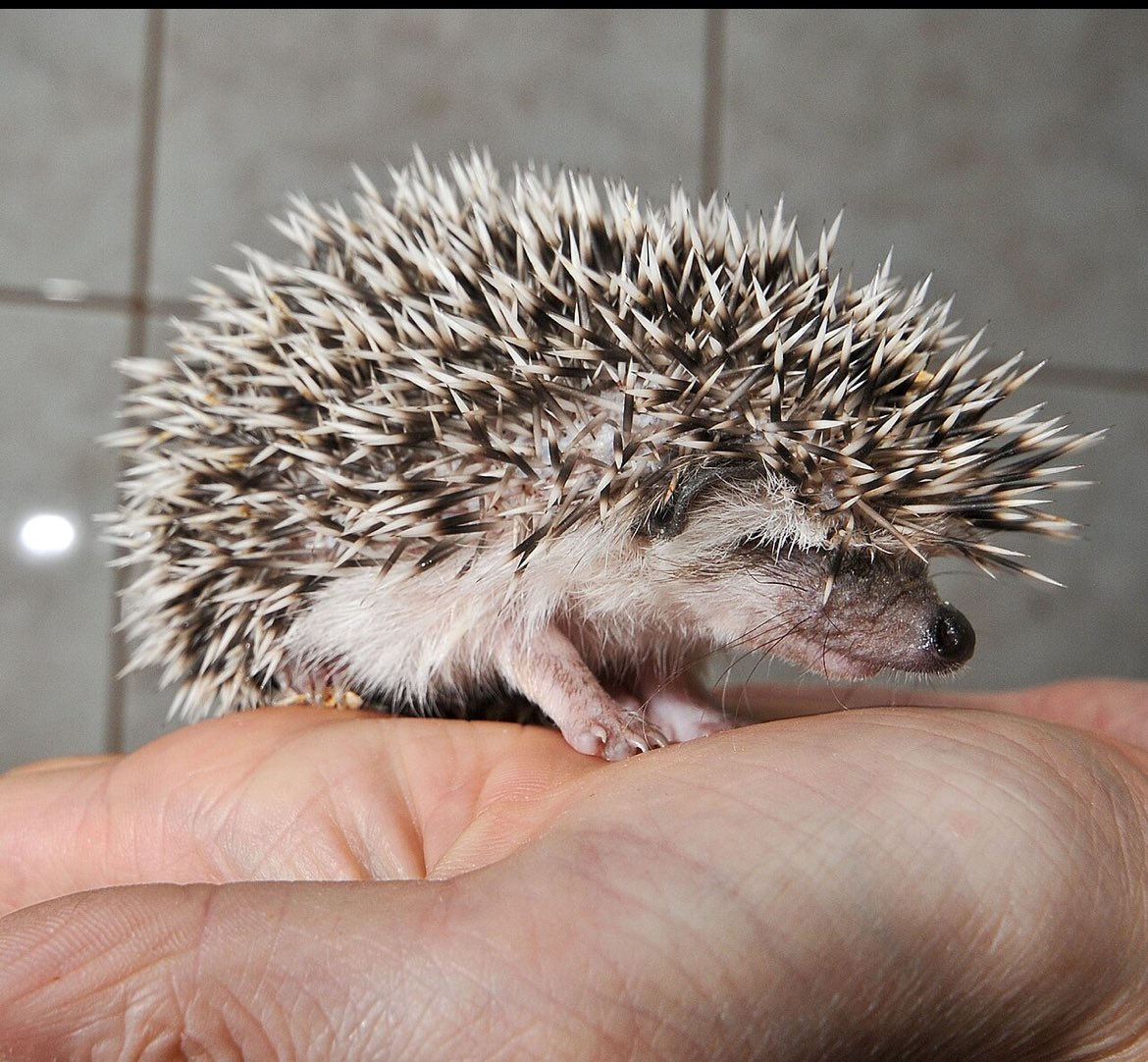 macrellytomat's tweet image. helt rocka