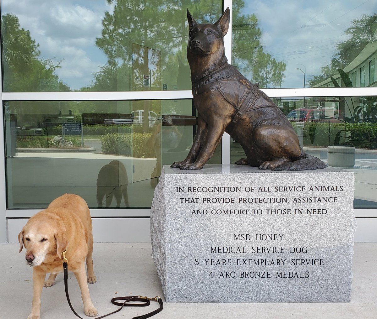 InlandK9SAR's tweet image. 13 year old retired #FEMA #USAR #HRD #K9 Blaze has arrived at @UFVetMed for her oncology consult 
#dogs #LabradorRetriever 
#WagnTailsRanch