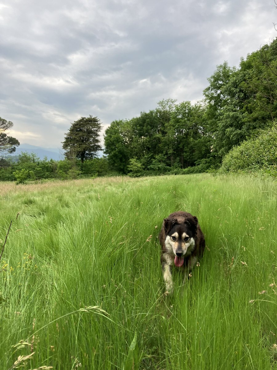 PrevotCecile's tweet image. Très peu de temps à consacrer à X , entre le chat, le chien, la maison, le travail, le jardin, la lecture, l’écriture… merci pour toutes ces belles journées bien remplies