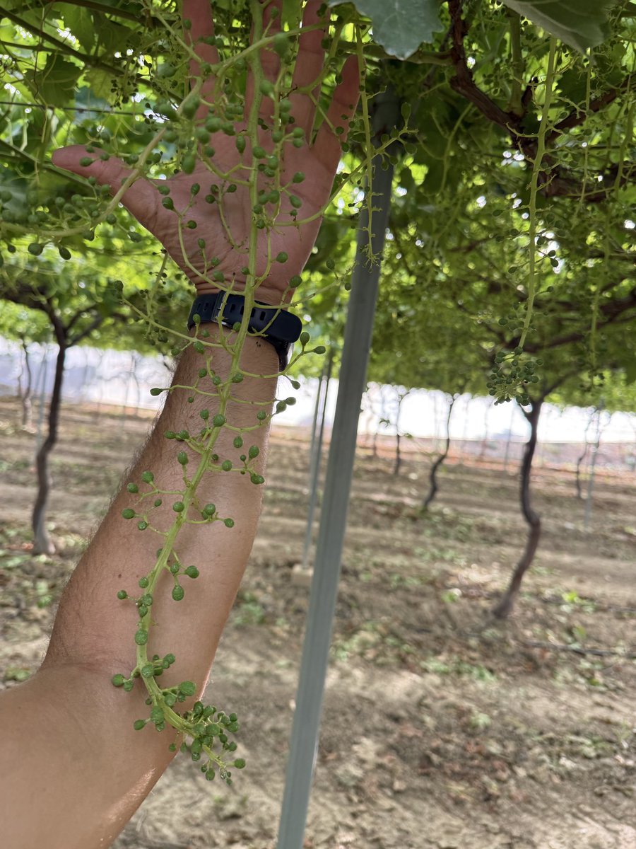 jorloan's tweet photo. ¿El tamaño importa? #tablegrape #uvademesa https://t.co/LhJtUeK3FC