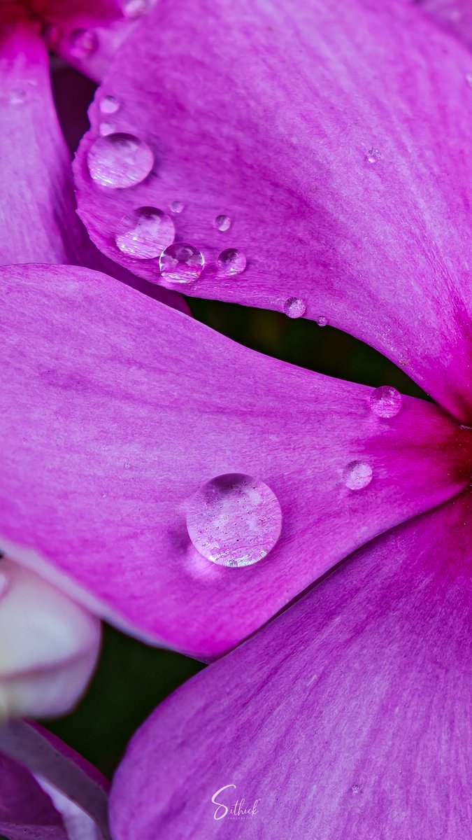 S M A Sithick (@smasithick) on Twitter photo <a href="/Snapdragon/">Snapdragon</a> Nature’s own lens 🌸🔍
Captured a crystal-clear water droplet resting perfectly on a pink periwinkle flower like a miniature magnifying glass revealing the beauty beneath 😍
Shot on the Xiaomi 15 Ultra with <a href="/Snapdragon/">Snapdragon</a> and <a href="/leica_camera/">Leica Camera AG</a> optics. No external lens.
#MacroMay <a href="/Snapdragon/">Snapdragon</a> Nature’s own lens 🌸🔍
Captured a crystal-clear water droplet resting perfectly on a pink periwinkle flower like a miniature magnifying glass revealing the beauty beneath 😍
Shot on the Xiaomi 15 Ultra with <a href="/Snapdragon/">Snapdragon</a> and <a href="/leica_camera/">Leica Camera AG</a> optics. No external lens.
#MacroMay