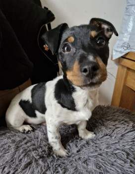 millypod1's tweet photo. 🆘19 MAY 2025 #Lost TEDDY #ScanMe #Tagged
YOUNG Jack Russell Terrier Male
Manor Road #Erith #GreaterLondon #London #DA8
Poss sighting Bob Dunn Way late last night,
people out looking for him in Erith, #SladeGreen and now in #Dartford area.
https://t.co/SjZHUqVMts https://t.co/5U9PSSt8WK