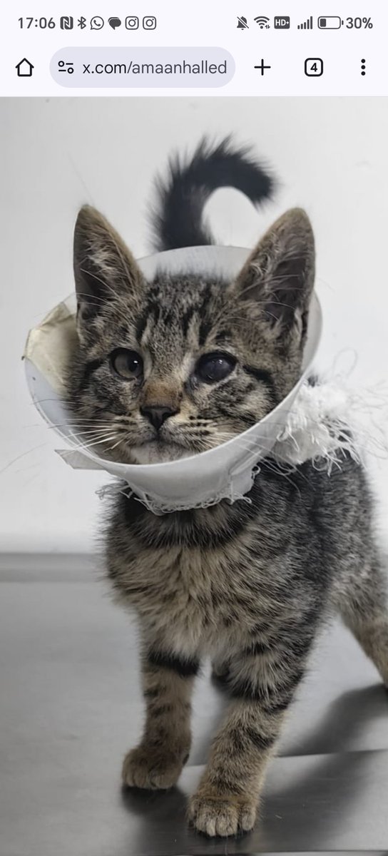 amaanhalledicez's tweet photo. Çilek yuva arıyor! Manisa'da ama nakil de konuşabiliriz. 
Çilek yaklaşık 3 aylık gözleri çok kötü halde bulundu. Tedavisinin ilk haftası bitti büyük ihtimalle cuma operasyona alınacak. Sonrasında sokağa değil yuvasına gitmesi harika olur. Hadi ona yuva bulalım. https://t.co/5XV1tU5j6L