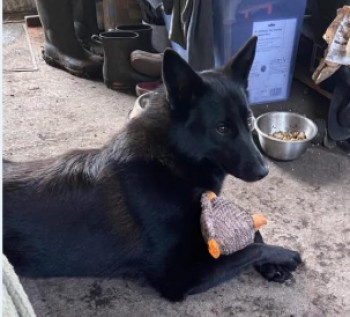 millypod1's tweet photo. 🆘2 MAY 2025 #Lost BRENNA #ScanMe #STOLEN?? YOUNG Black German Shepherd Female
Escaped from garden when fencing was intentionally damaged😢
Bodmin Moor #StNeot #Liskeard #Cornwall 
#PL14 6PZ 
https://t.co/x7g7OZDnM4 https://t.co/XgbHAeNTTA